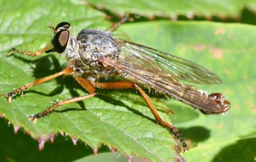 Aneomochtherus flavicornis
